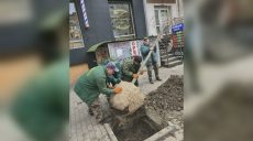 Крупные липы высаживают коммунальщики в центре Харькова (фото)