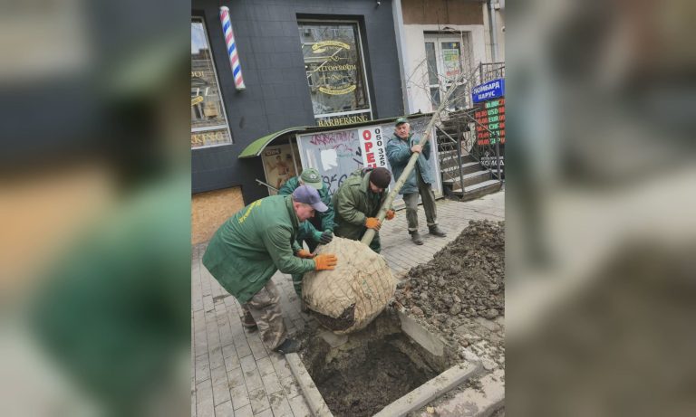 Крупные липы высаживают коммунальщики в центре Харькова (фото)