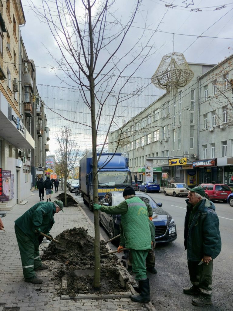 Высадка лип в центре Харькова в октябре 2025 года