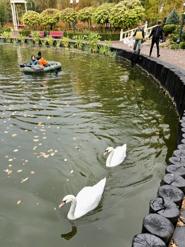 лебедей перевезли из Центрального парка Харькова