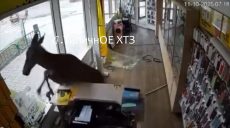Лось гуляв у Чугуєві: розніс магазин у центрі, бігав біля стадіону (відео)