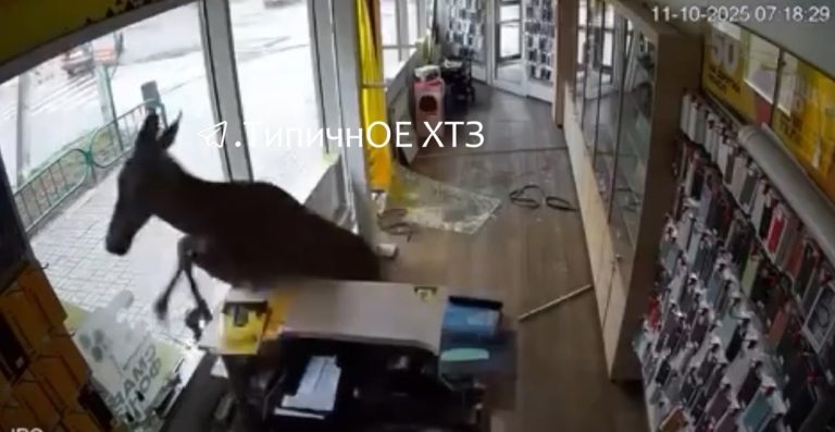 Лось гуляв у Чугуєві: розніс магазин у центрі, бігав біля стадіону (відео)