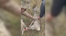 Козуля потрапила у «пастку» на Харківщині, тварину врятували військові (відео)