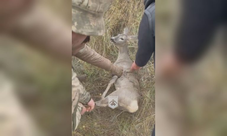 Косуля попала в «ловушку» на Харьковщине, животное спасли военные (видео)
