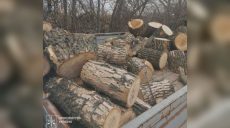 Бензопилою спиляв дерева у лісі: чоловіку на Харківщині «світить» в’язниця