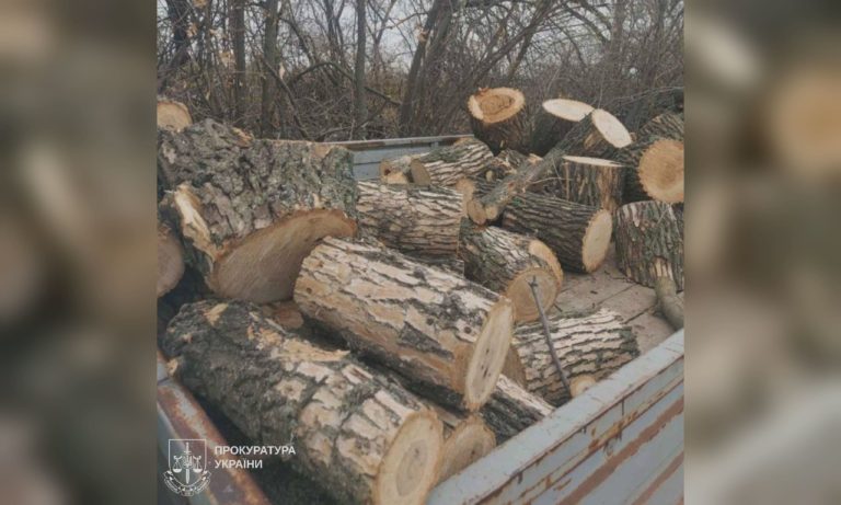 Бензопилою спиляв дерева у лісі: чоловіку на Харківщині «світить» в’язниця