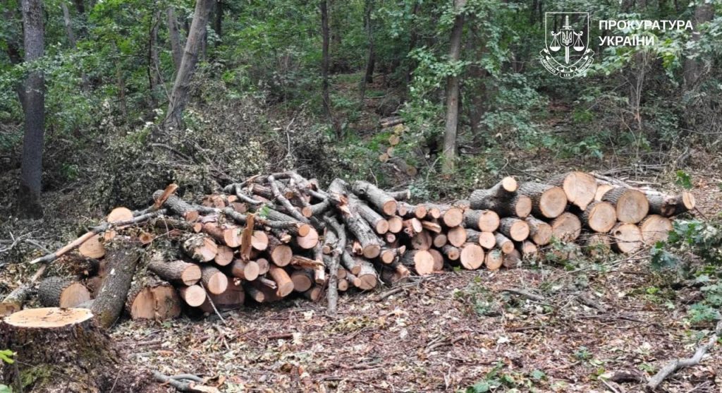 черные лесорубы на Харьковщине