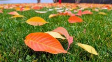 Новини Харкова – головне 1 листопада: костюми на Гелловін, смертельні пожежі