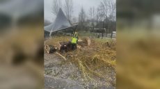 Велику вербу спиляли комунальники в Саржиному Яру (фото, відео)