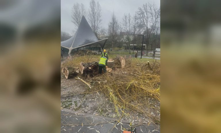 Велику вербу спиляли комунальники в Саржиному Яру (фото, відео)