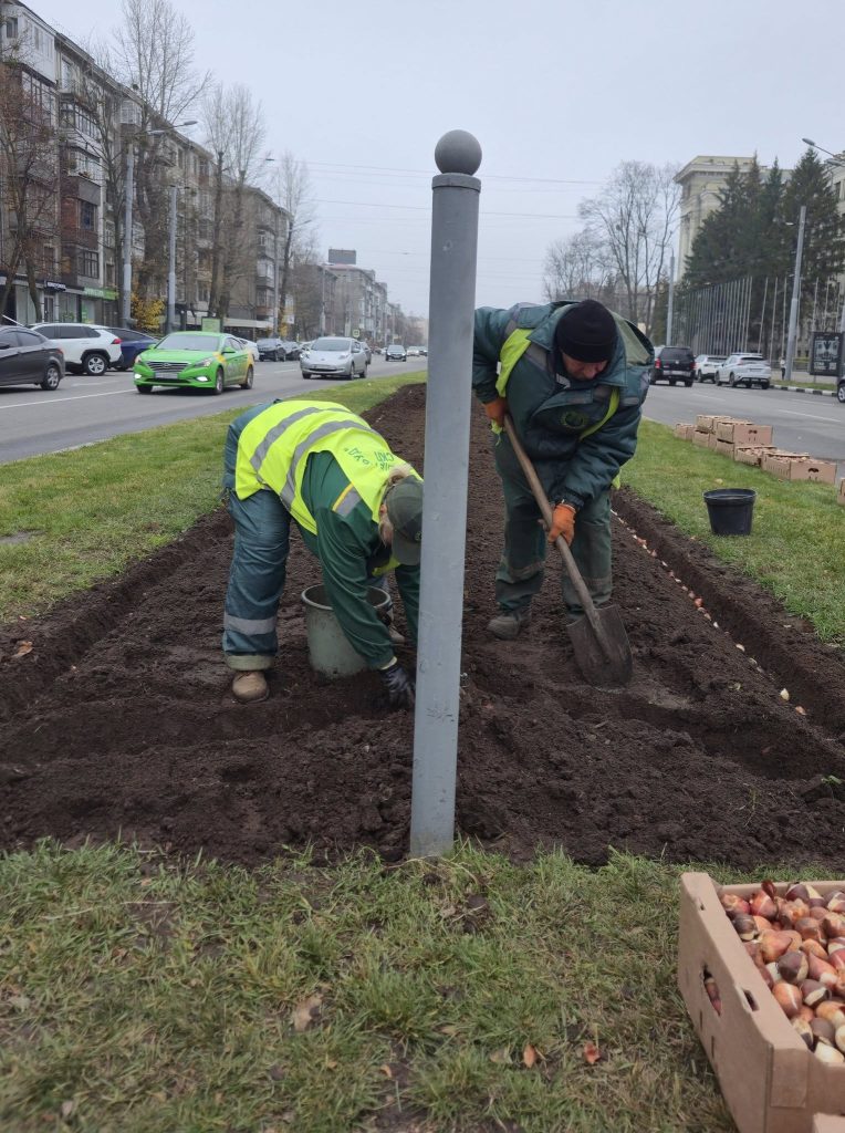 тюльпаны высаживают в Харькове
