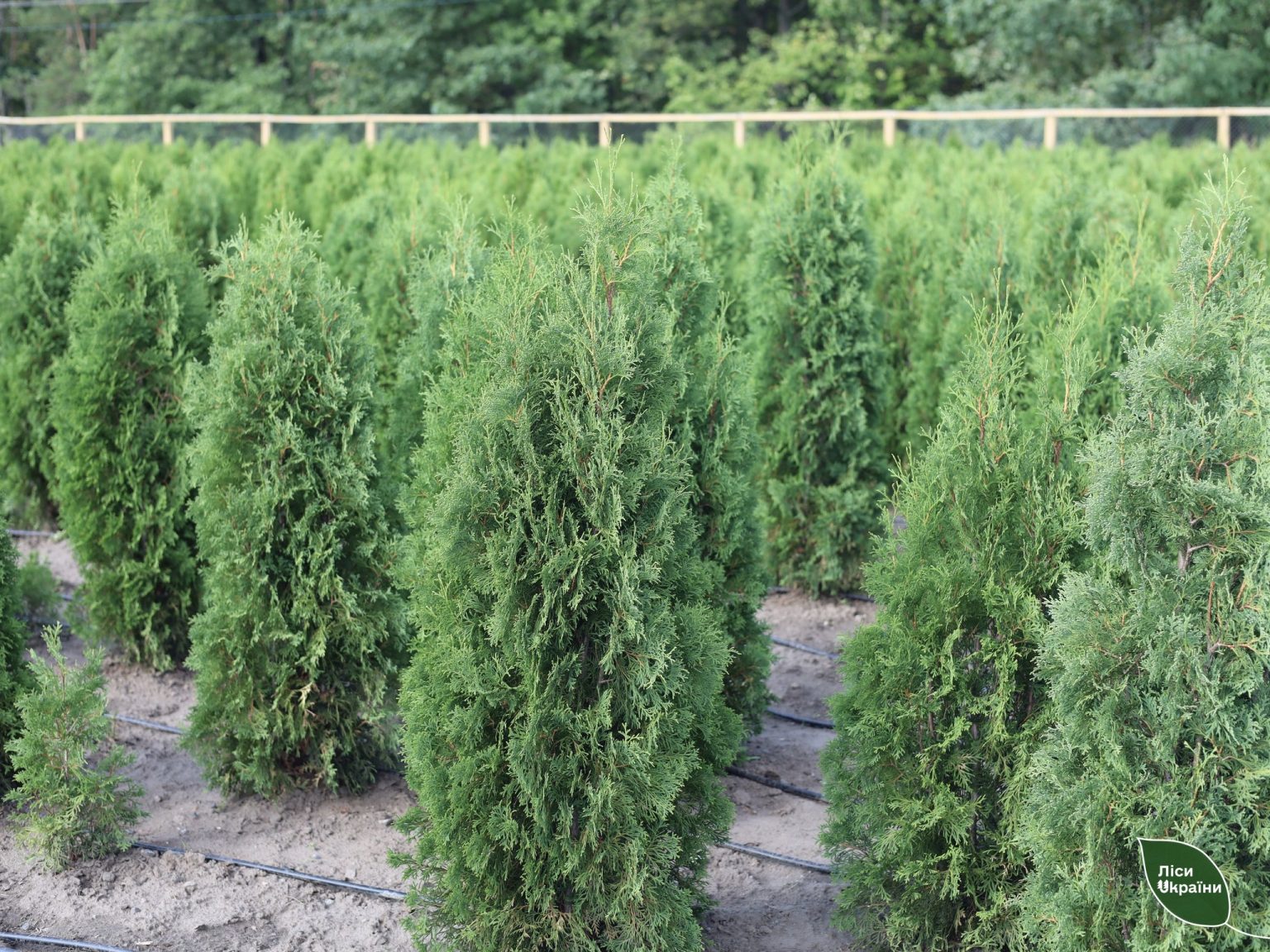 Осенние посадки: где на Харьковщине купить бюджетные саженцы