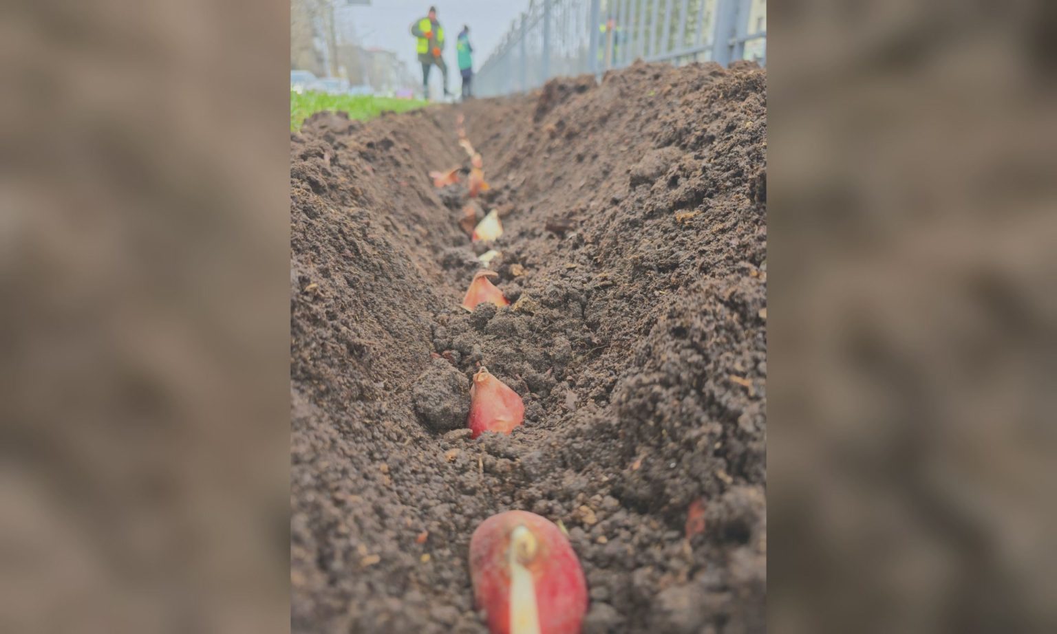 Тюльпаны начали высаживать в Харькове (фото)