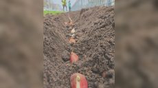 Тюльпани почали висаджувати в Харкові (фото)