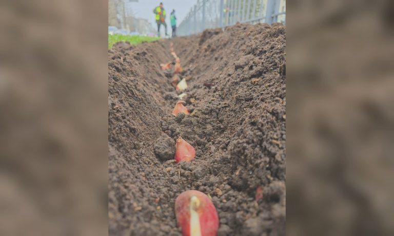 Тюльпаны начали высаживать в Харькове (фото)