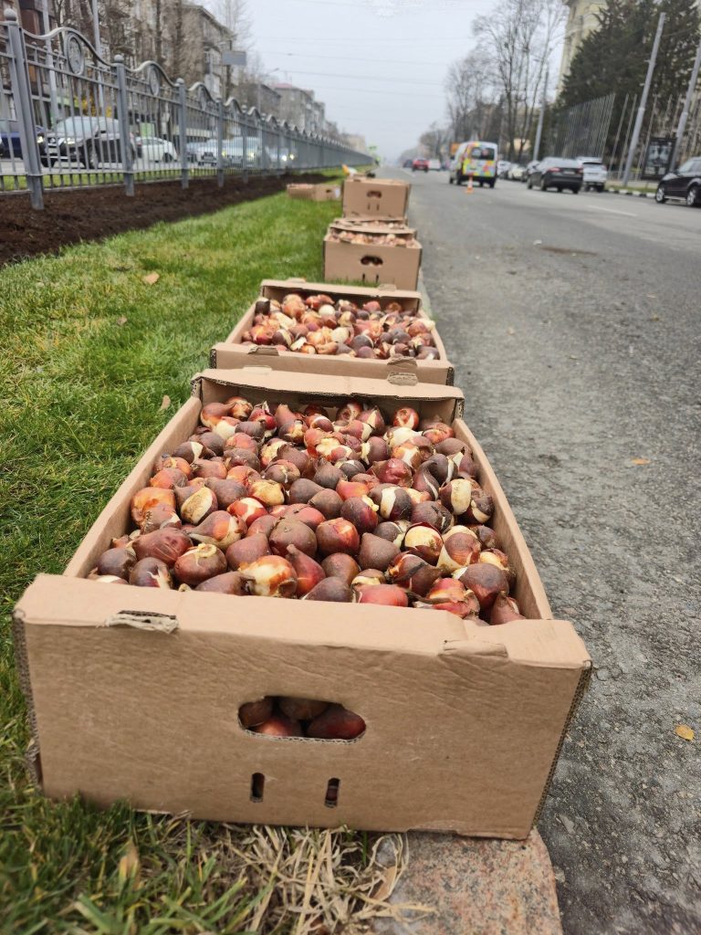 тюльпаны высаживают в Харькове