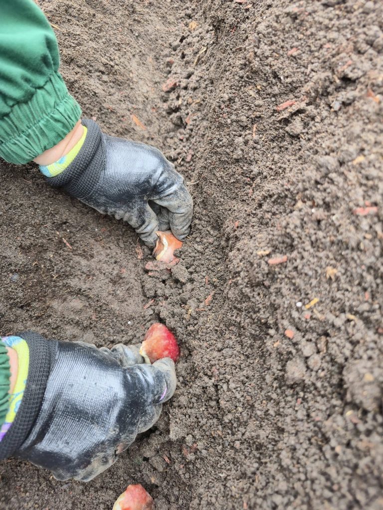 тюльпаны высаживают в Харькове