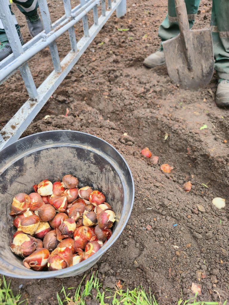 тюльпаны высаживают в Харькове