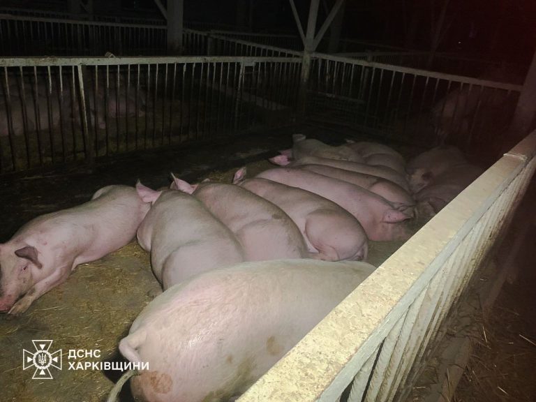 Загинули близько 60 свиней: РФ обстріляла агропідприємство на Чугуївщині