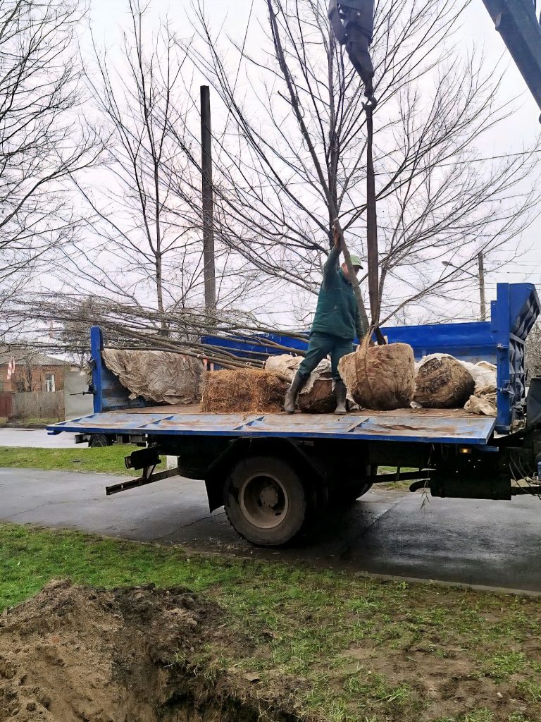 клены высаживают в Харькове