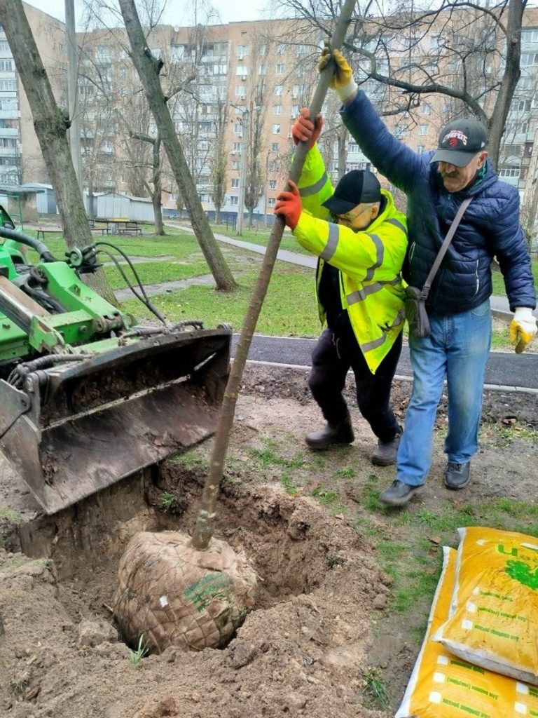 клены высаживают в Харькове