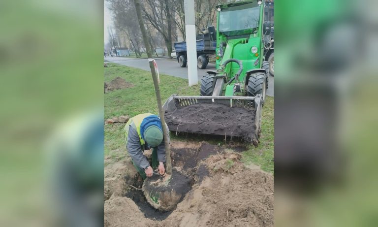 Зеленая аллея скоро появится в одном из районов Харькова: что высаживают 📷
