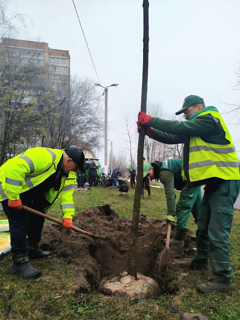 клены высаживают в Харькове