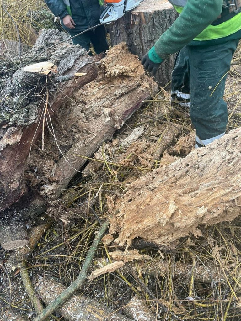 липу спилили в Харькове
