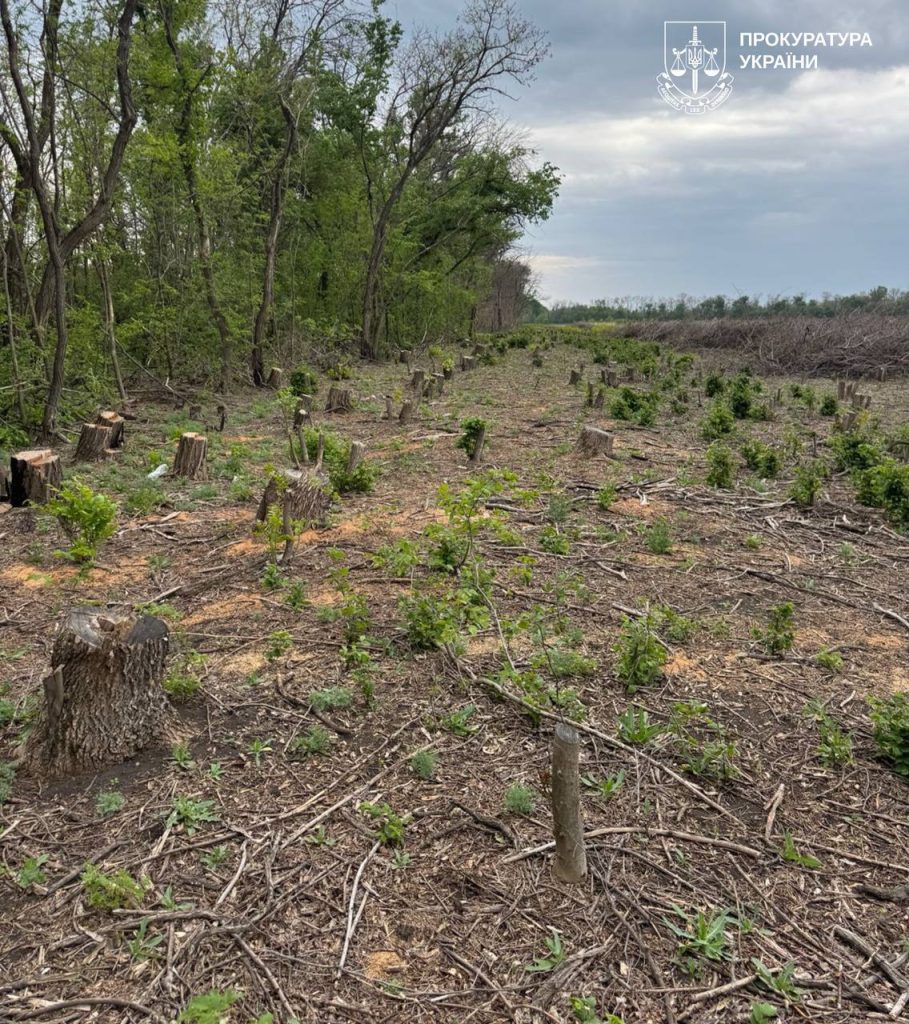 черные лесорубы на Харьковщине