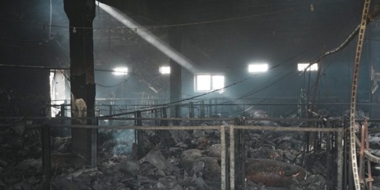 Удар по ферме на Харьковщине, где погибли тысячи свиней: известны убытки