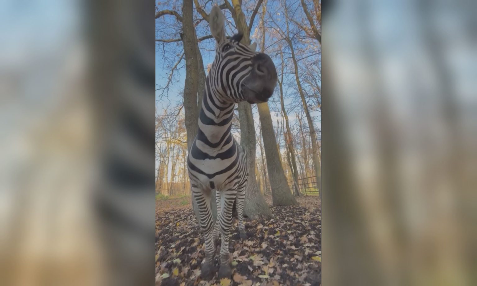 Справжнє кохання знайшла зебра в екопарку під Харковом (відео)