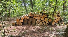 Миллионный ущерб: на Харьковщине срубили почти 650 деревьев, кого подозревают