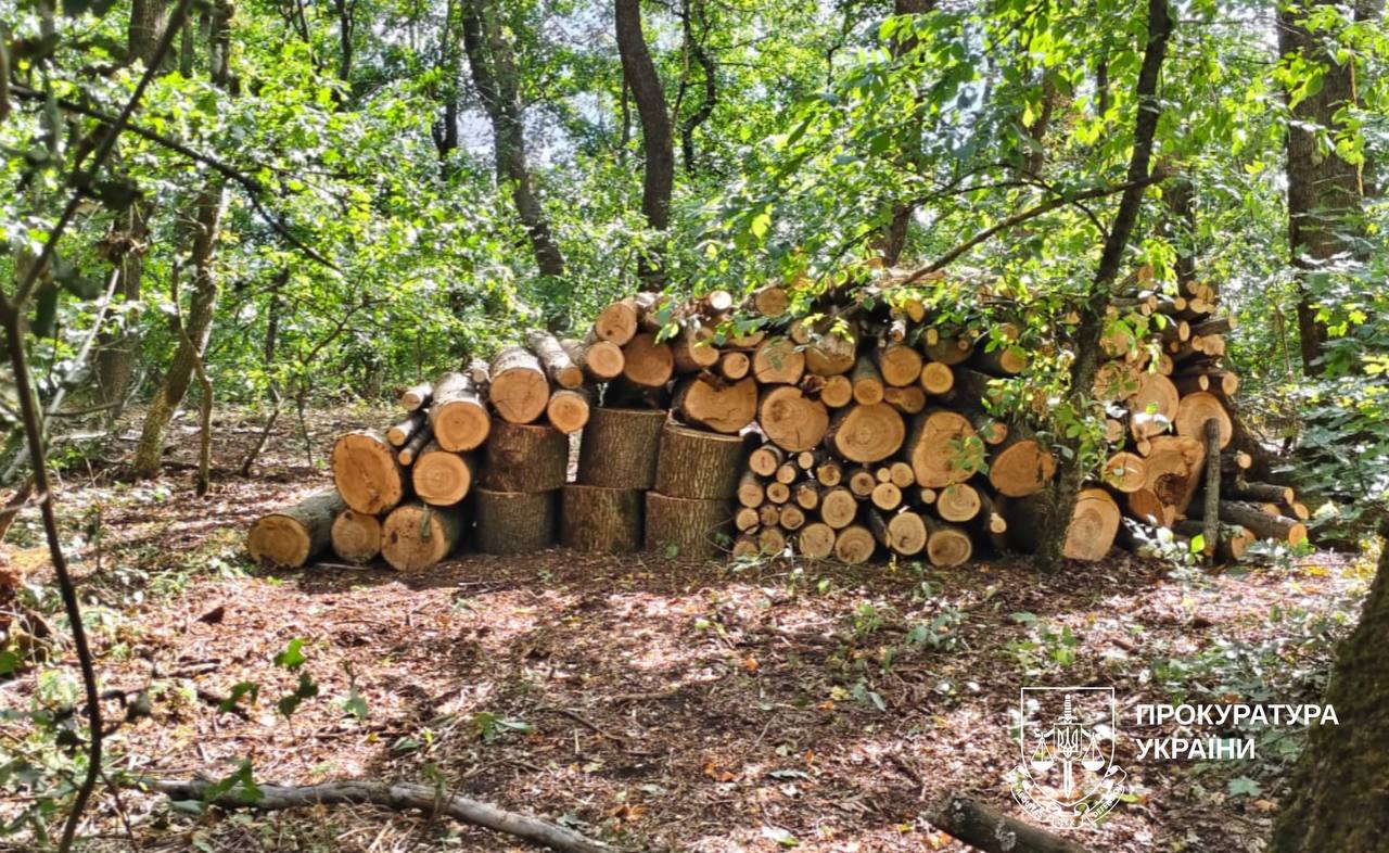 Миллионный ущерб: на Харьковщине срубили почти 650 деревьев, кого подозревают