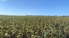 На Харківщині «бізнесмен» захопив понад 80 га землі – прокуратура