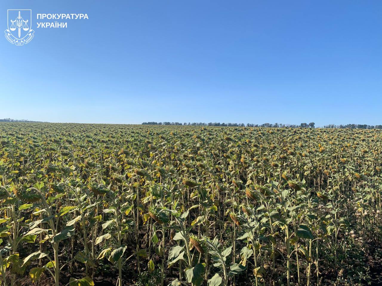 На Харьковщине «бизнесмен» захватил более 80 га земли – прокуратура