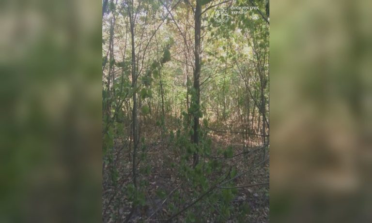 Землі в лісі на Харківщині забрали у приватника через суд: подробиці