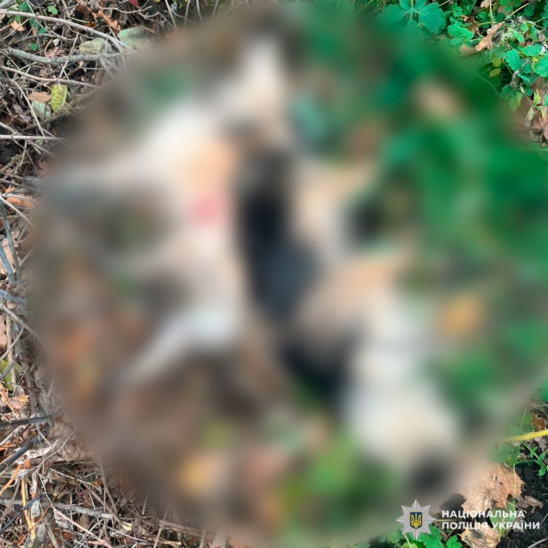 собак застрелили на Харьковщине