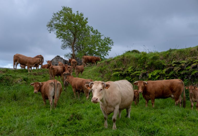 Вопреки ударам РФ, фермеры Харьковщины наращивают поголовье коров: данные