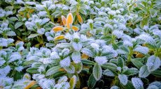 Вночі підморозить: прогноз погоди в Харкові та області на 26 листопада