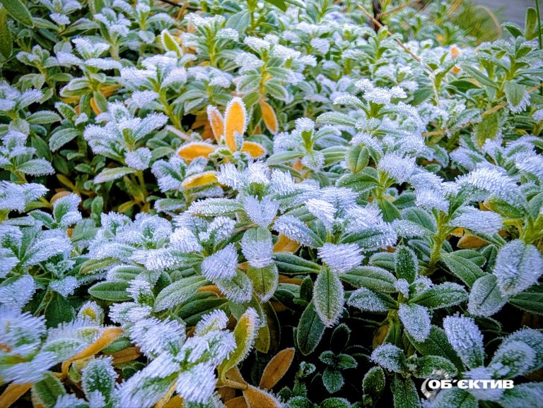 Ночью подморозит: прогноз погоды в Харькове и области на 26 ноября