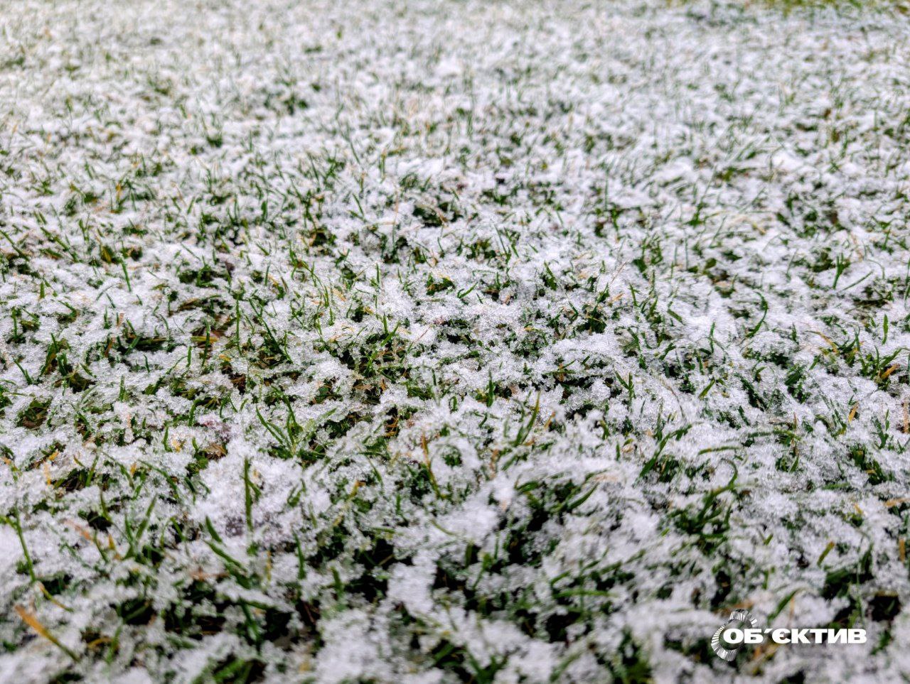 Морозы и снегопады в январе: не вымерзают ли озимые на Харьковщине