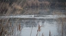 Под Харьковом спасли лебедя: в какую ловушку попала птица (видео)