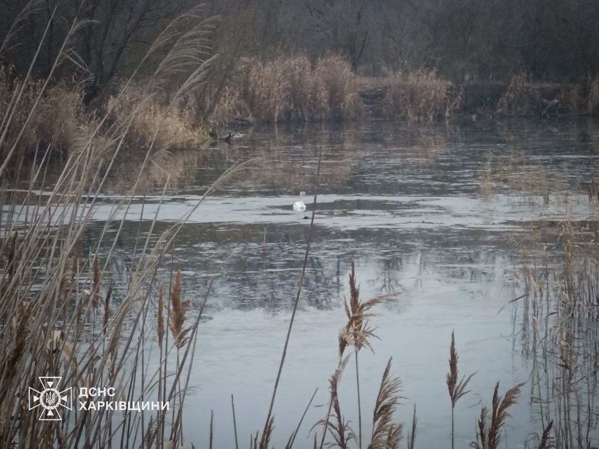 Под Харьковом спасли лебедя: в какую ловушку попала птица (видео)