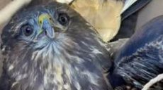 Був знесиленим і не міг злетіти – в екопарку виходжують птаха канюк