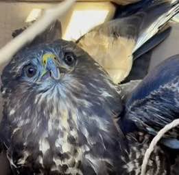 Був знесиленим і не міг злетіти – в екопарку виходжують птаха канюк