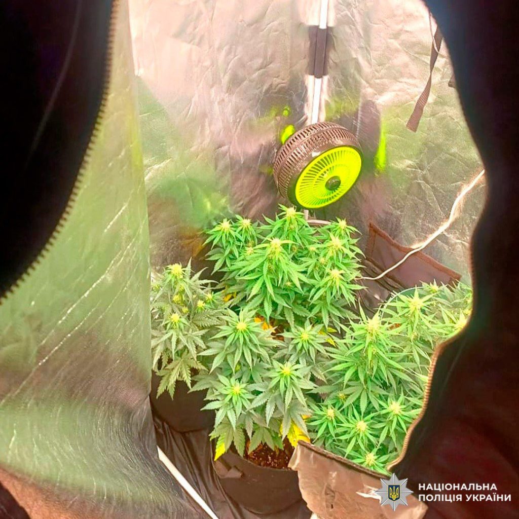 Вирощування конопель у Харкові