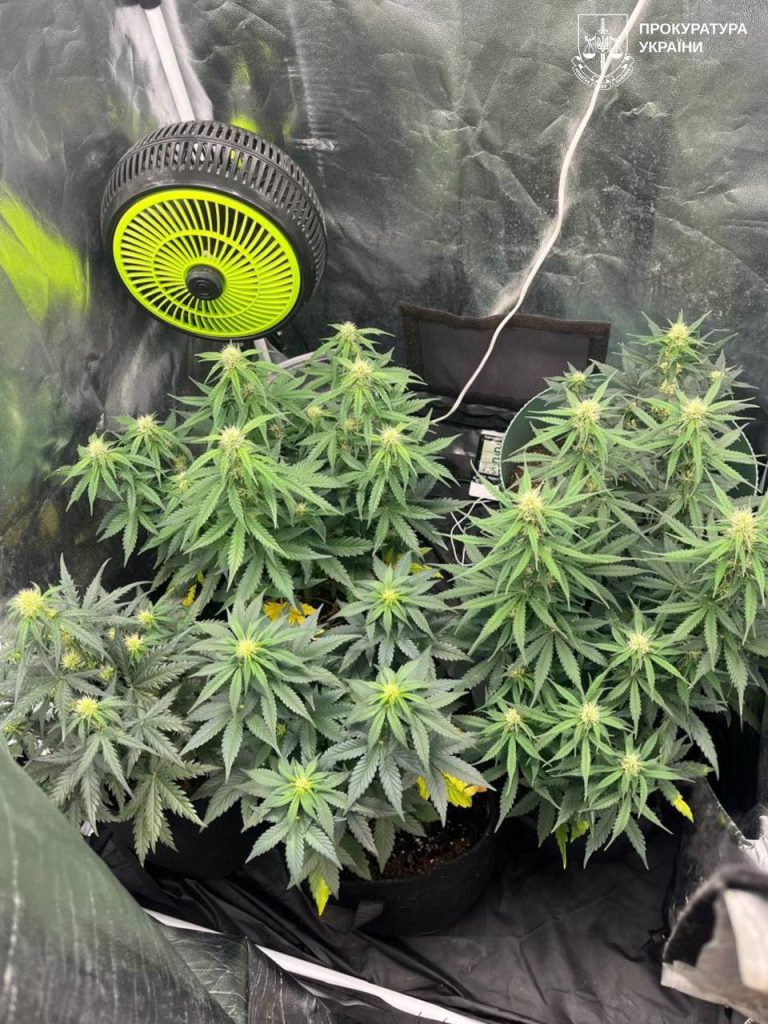 выращивал коноплю в Харькове