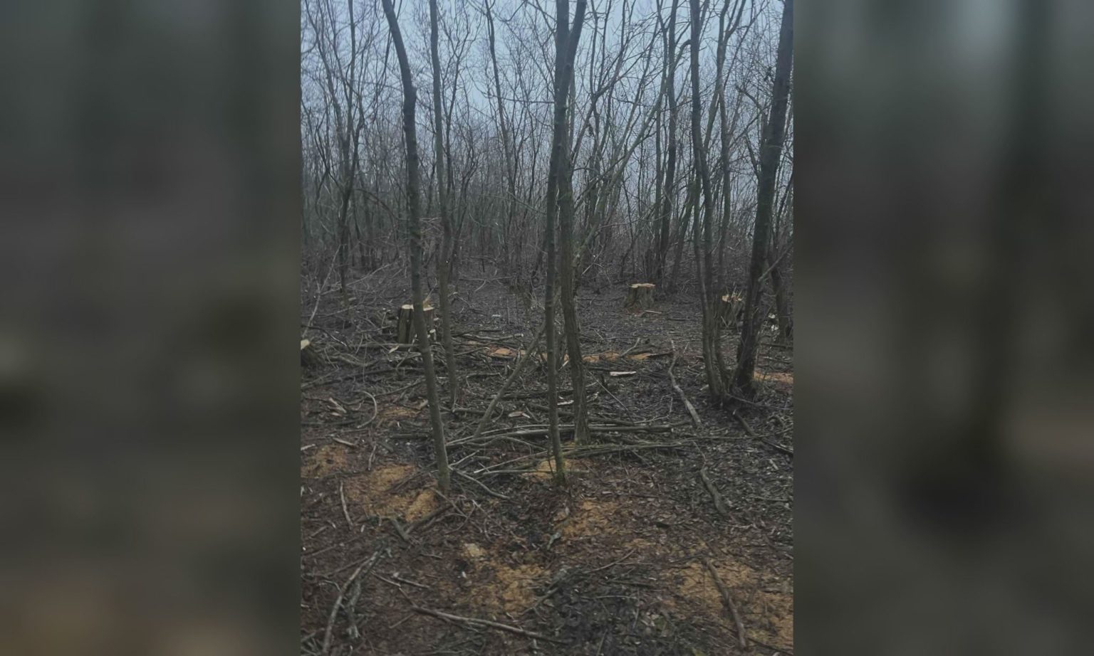 На Лозовщине срубили около 40 деревьев: Зеленский обратился к жителям