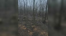 На Лозівщині невідомі зрубали майже 40 дерев: Зеленський звернувся до жителів