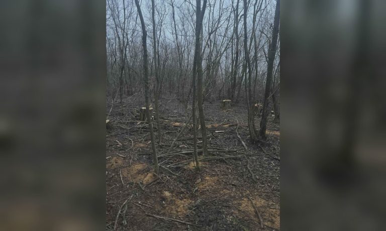 На Лозівщині невідомі зрубали майже 40 дерев: Зеленський звернувся до жителів